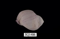 藏品(紫口珊瑚螺)的圖片